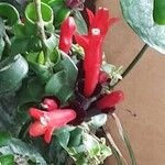 Aeschynanthus radicans Maua