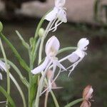 Habenaria procera Flor