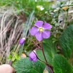 Ramonda myconiBlomst