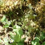 Saxifraga fragosoi Yeri