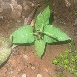 Mirabilis longiflora Blatt