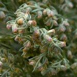 Artemisia austriaca Цвят