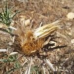 Atractylis humilis Fruit