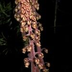 Pterospora andromedea Kvet