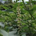 Phytolacca americanaFlower