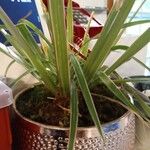 Phalaris arundinacea Feuille