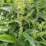 Veratrum lobelianum फूल