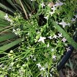 Stenaria nigricans Feuille