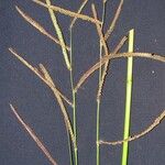 Paspalum virgatum Іншае