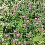 Trifolium medium Vekstform