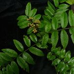 Zanthoxylum oxyphyllum ᱛᱟᱦᱮᱸ