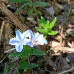 Glandora prostrata 花