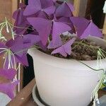 Oxalis triangularis Flor