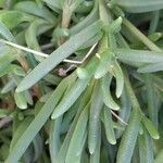 Delosperma cooperi Blad