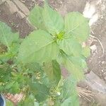 Ocimum campechianum List