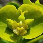 Euphorbia seguieriana फूल