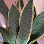 Sansevieria trifasciataΦύλλο