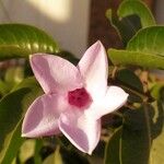 Cryptostegia madagascariensis Blomma