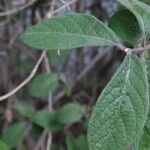 Lonicera xylosteum Leaf