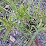 Pigea enneasperma Habit