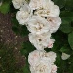 Rosa moschata Blomst