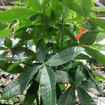 Pachira glabra Leaf