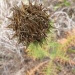 Cynara humilisЦвят