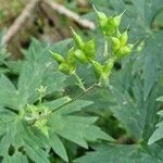 Aconitum lycoctonumफल