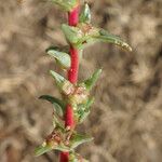Salsola soda Hábito