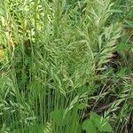 Festuca heterophylla Flor