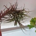 Tillandsia aeranthosFolha