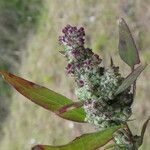 Chenopodium album Gyümölcs