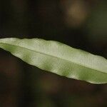 Ruizterania albiflora Foglia