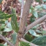 Osmanthus heterophyllus Bark