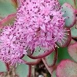 Hylotelephium sieboldii Flower