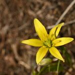 Gagea fragifera 花
