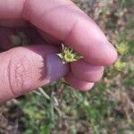 Bupleurum baldense Flower