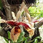 Stanhopea tigrina Blüte