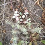 Eriogonum nudum Habitat