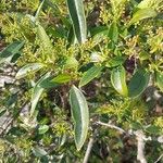 Viburnum propinquum Leaf