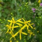 Senecio spartioides Цветок