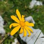Senecio doronicum Blüte