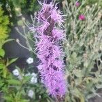 Liatris pycnostachya Flower