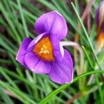 Romulea ligustica Flower