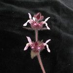 Stachys rigida Hábito