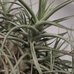 Tillandsia aeranthos 葉