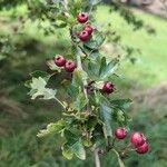 Crataegus rhipidophyllaFrutto