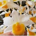 Dendrobium thyrsiflorum Flor