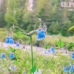 Mertensia paniculata Λουλούδι