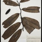 Heteropsis flexuosa Hoja